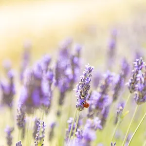 La Valle Della Lavanda - Podere Mezzastrada Séjour à la ferme Fauglia